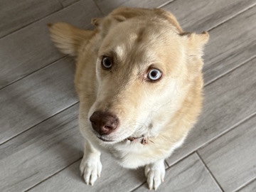 Siberian Husky – urgent rehome of Tilly – El Paso