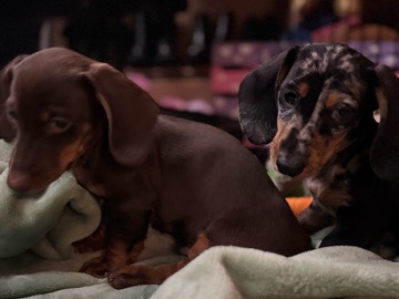 Dachshund – puppies for sale – Hicksville