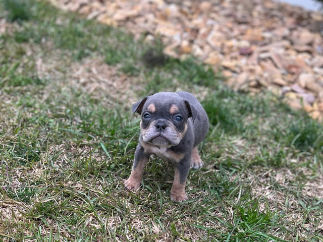 American Bulldog – American pocket bully’s