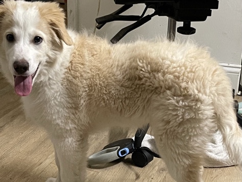 Australian Shepherd – Australian Shepherd Mix Dog for sell – Newark