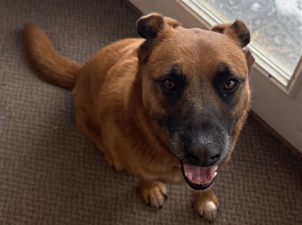 Rhodesian Ridgeback - Rehome Roscoe available for adoption in Pensacola