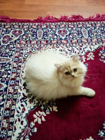 Persian (Modern) – persian cat