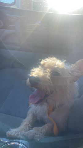 Miniature Schnauzer – Precious