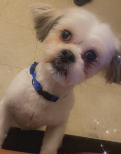 Shih Tzu – Shih Tzu For Sale