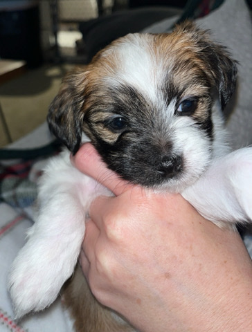 Maltese – Malti Pom Yorkie