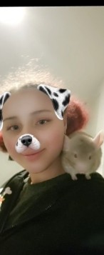 chinchilla – Chinchilla For sale