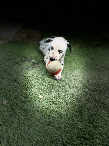 Dalmatian – Dalmatian puppy