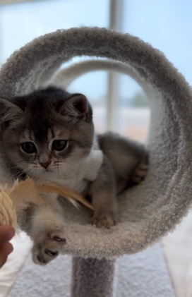 Scottish Fold – sky