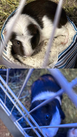 Any – Two Paired Female Guinea Pigs