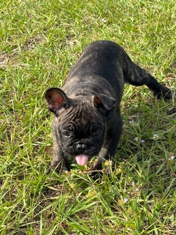 French Bulldog – French bulldog