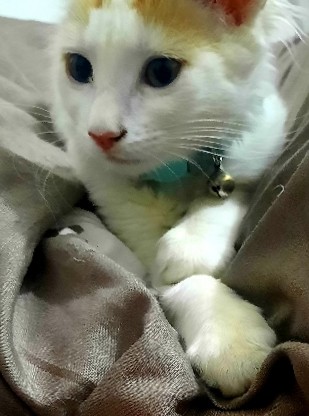 Australian Mist – pet cat kitten for sale