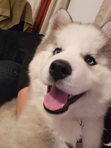 Siberian Husky – Moving to Hawaii/ Selling our Alaskan Husky