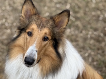 Rough Collie – AKC Rough Collie Mochi needs a home – Brooksville