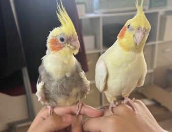 Paired Cockatiels For Sale