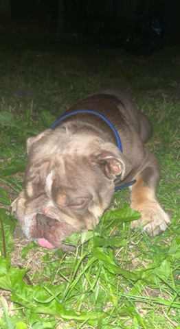 Olde English Bulldogge – English Bulldog