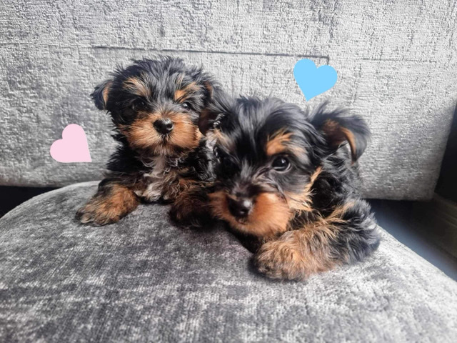 Yorkshire Terrier – Yorkshire terrier dog for sale mini
