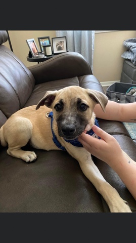 German Shepherd – free 5 month old German shepherd lab mix