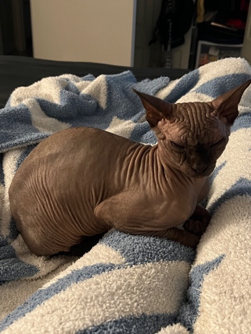 Sphynx – Sphynx Rare Chocolate