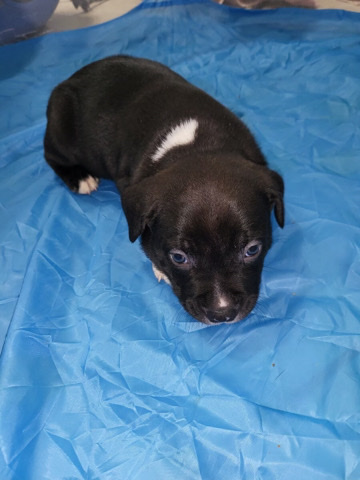 American Pit Bull Terrier – Pitbull puppies
