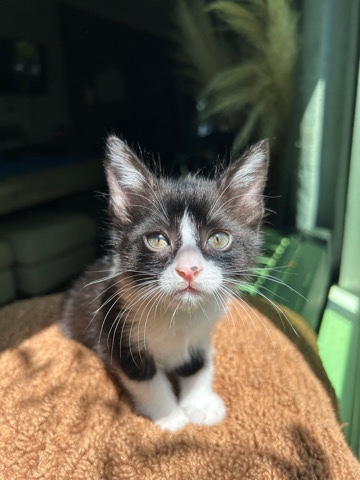 Kitten