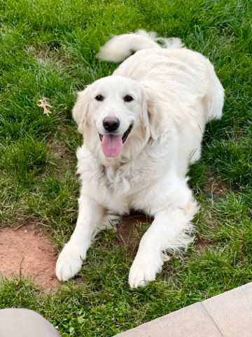 Golden Retriever – Beautiful English Cream Golden Retreiver