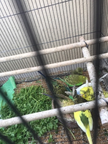 Budgerigar – I want sell my birds with cage of cheaper price