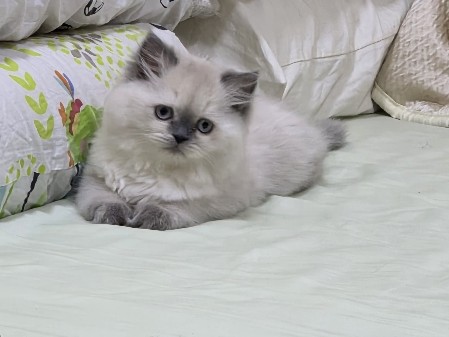 Image of Persian (Traditional)