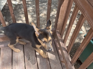 Old German Shepherd Dog – German Shepherd mixed with Rottweiler – Hillsborough