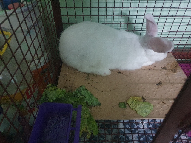 American – rabbit