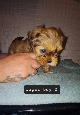 Lhasa Apso – Lhasa apso puppies 2 boys 2 girls