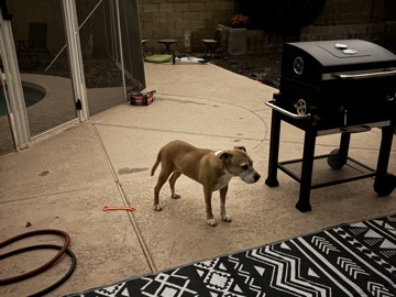 Mixed Breed – loving dog needs a loving home – Scottsdale