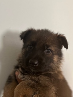 German Shepherd – Akc red sable german shepard puppies