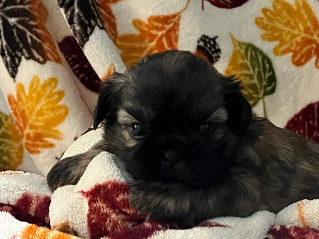 Shih Tzu – Shih Tzu puppy girl 1