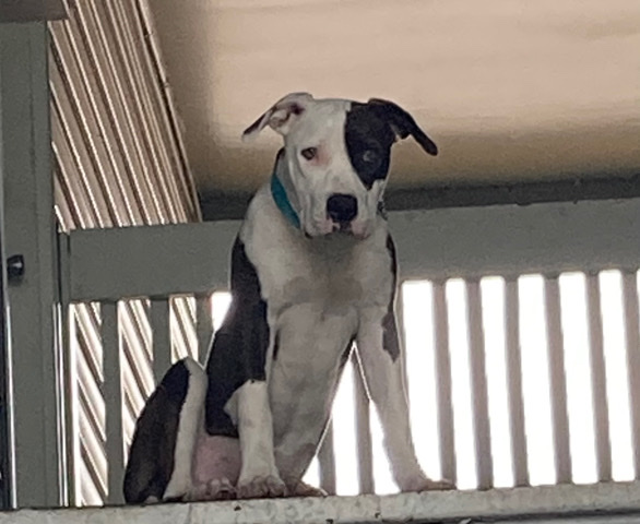 American Staffordshire Terrier – Very sweet and smart female AmStaff