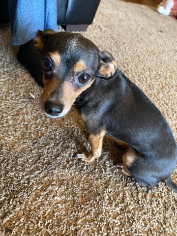 Chihuahua – 8 Year old Chihuahua