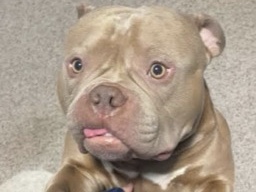 American Bulldog – American pocket bully – Irwin
