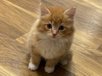 Ginger kitten-boy