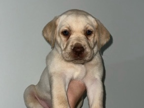 Labrador Retriever – Sweet Labrador Puupy