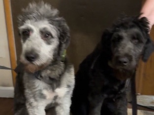 brother Australian Shepherd and Poodle mix – Barnett