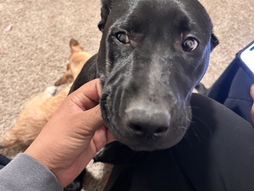 Image of Labrador Retriever