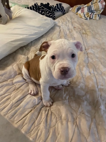 American Pit Bull Terrier – American Bully Puppies