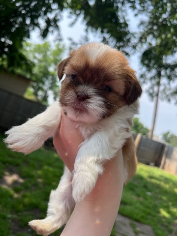 Shih Tzu – Shih tzu puppies