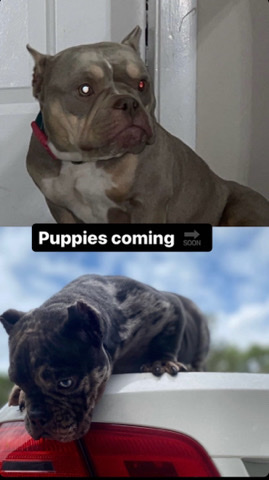 American Pit Bull Terrier – Nano