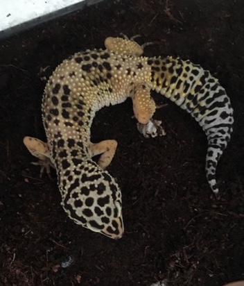 Any – Leopard Gecko+other items