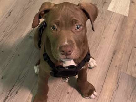 American Pit Bull Terrier – Friendly American Pit Bull Terrier Puppy – 2 Months Old – Beaverton
