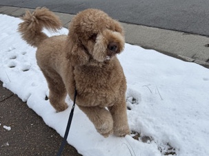Goldendoodle – Golden doodle – Long Beach