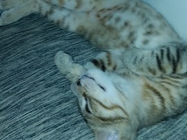 American Shorthair – 3 mo kitten – Fargo