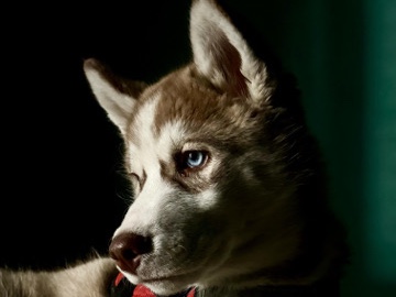 Siberian Husky – Siberian Husky – Sonipat
