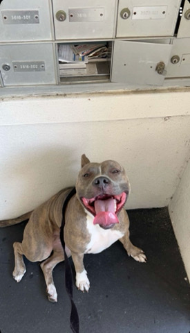 American Pit Bull Terrier – 1yr old pitbull terrier