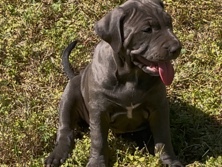 American Pit Bull Terrier – female blue puppy ready for forever home! – McDonough